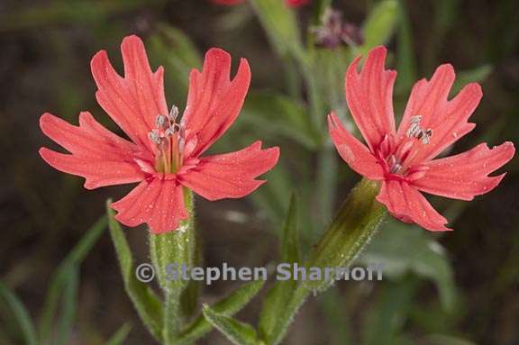 silene laciniata ssp californica 4 graphic